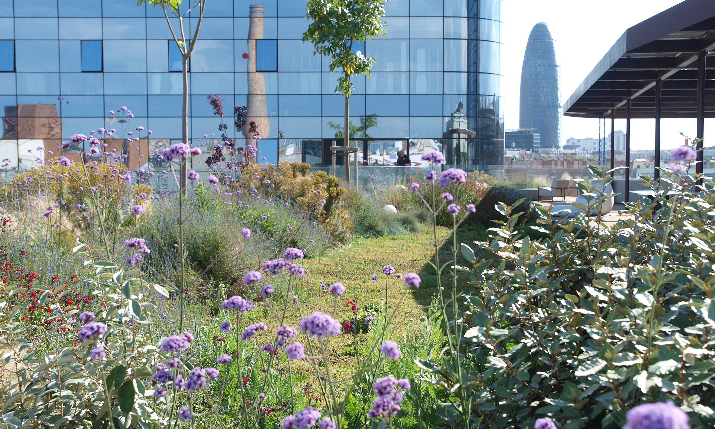 Cubierta verde del edificio Urbit con verbenas en flor y la torre Glòries al fondo